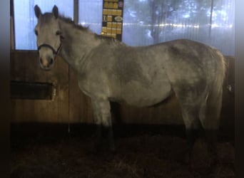 Deutsches Reitpony, Stute, 12 Jahre, 153 cm, Schimmel