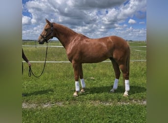 Deutsches Reitpony, Stute, 12 Jahre, 154 cm, Fuchs