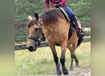 Deutsches Reitpony, Stute, 12 Jahre, 156 cm, Buckskin