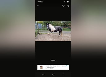 Deutsches Reitpony Mix, Stute, 13 Jahre, 130 cm, Schecke