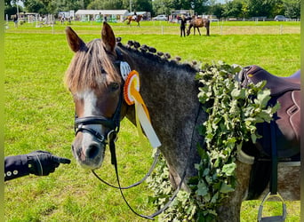Deutsches Reitpony, Stute, 13 Jahre, 140 cm, Rotschimmel