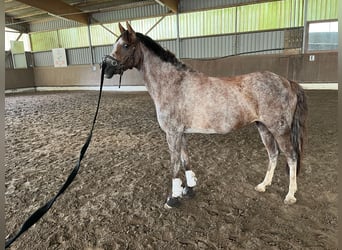 Deutsches Reitpony, Stute, 13 Jahre, 140 cm, Rotschimmel