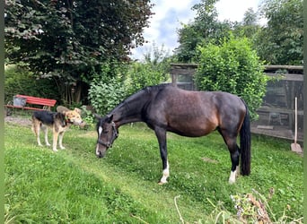 Deutsches Reitpony, Stute, 13 Jahre, 142 cm, Dunkelbrauner
