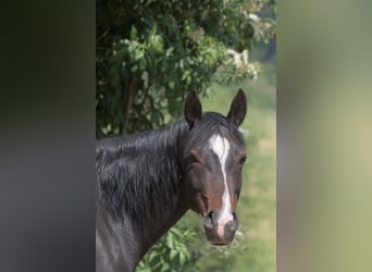 Deutsches Reitpony, Stute, 13 Jahre, 142 cm, Dunkelbrauner