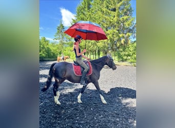Deutsches Reitpony, Stute, 13 Jahre, 142 cm, Dunkelbrauner