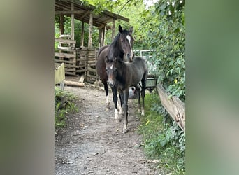 Deutsches Reitpony, Stute, 13 Jahre, 142 cm, Dunkelbrauner