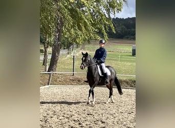 Deutsches Reitpony, Stute, 13 Jahre, 142 cm, Dunkelbrauner