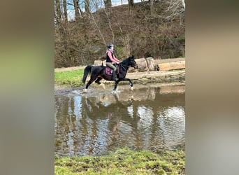 Deutsches Reitpony, Stute, 13 Jahre, 142 cm, Dunkelbrauner
