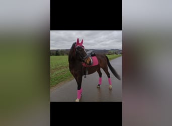 Deutsches Reitpony Mix, Stute, 13 Jahre, 142 cm, Dunkelbrauner