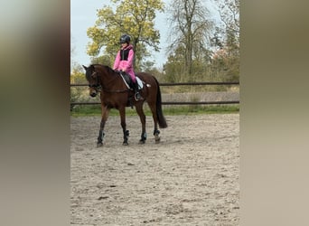 Deutsches Reitpony, Stute, 13 Jahre, 143 cm, Brauner