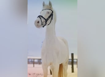 Deutsches Reitpony, Stute, 13 Jahre, 143 cm, Cremello