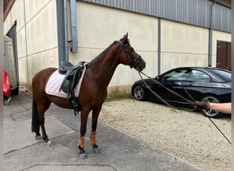 Deutsches Reitpony, Stute, 13 Jahre, 144 cm, Brauner