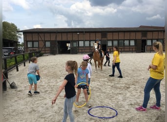 Deutsches Reitpony, Stute, 13 Jahre, 144 cm