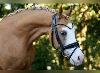 Deutsches Reitpony, Stute, 13 Jahre, 144 cm