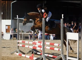 Deutsches Reitpony, Stute, 13 Jahre, 144 cm, Palomino