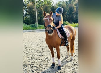 Deutsches Reitpony, Stute, 13 Jahre, 145 cm, Dunkelfuchs