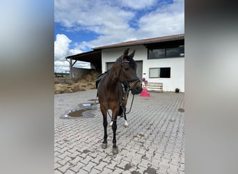 Deutsches Reitpony, Stute, 13 Jahre, 146 cm, Brauner