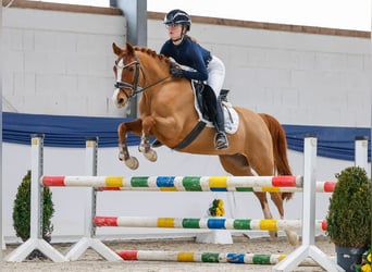 Deutsches Reitpony, Stute, 13 Jahre, 146 cm, Fuchs