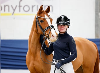 Deutsches Reitpony, Stute, 13 Jahre, 146 cm, Fuchs