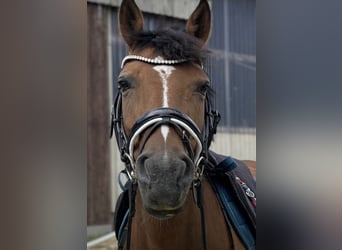 Deutsches Reitpony Mix, Stute, 13 Jahre, 147 cm, Brauner