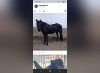 Deutsches Reitpony, Stute, 13 Jahre, 147 cm