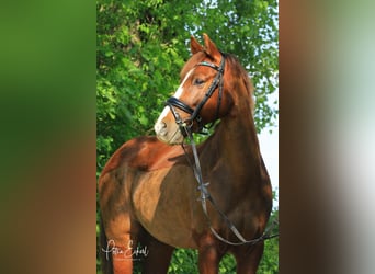 Deutsches Reitpony, Stute, 13 Jahre, 147 cm, Fuchs