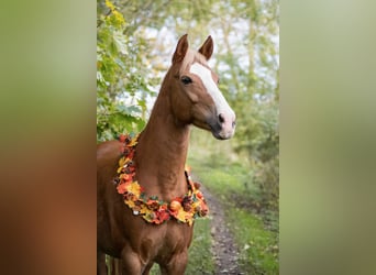 Deutsches Reitpony Mix, Stute, 13 Jahre, 147 cm, Fuchs