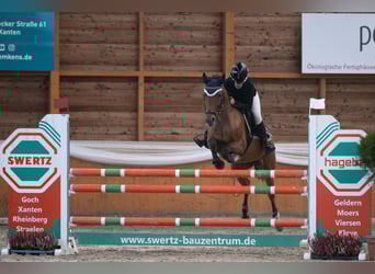 Deutsches Reitpony, Stute, 13 Jahre, 148 cm, Brauner