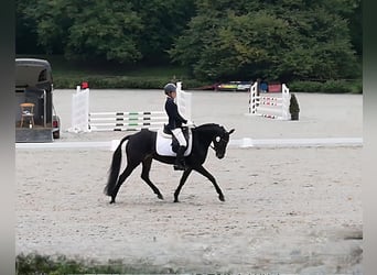 Deutsches Reitpony, Stute, 13 Jahre, 148 cm, Dunkelbrauner