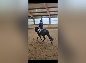 Deutsches Reitpony, Stute, 13 Jahre, 148 cm, Dunkelbrauner