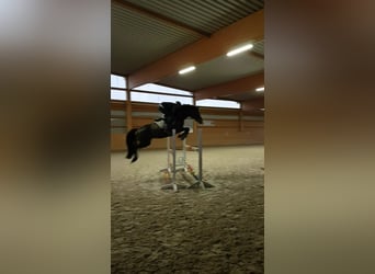 Deutsches Reitpony, Stute, 13 Jahre, 148 cm, Dunkelbrauner