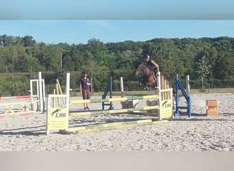 Deutsches Reitpony, Stute, 13 Jahre, 148 cm, Dunkelbrauner