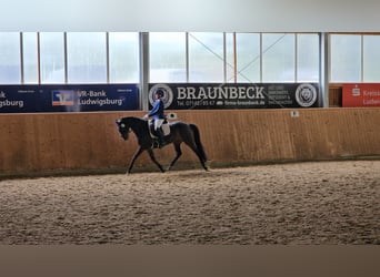 Deutsches Reitpony, Stute, 13 Jahre, 148 cm, Dunkelbrauner