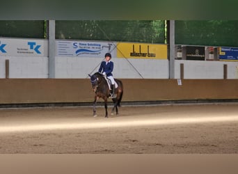 Deutsches Reitpony, Stute, 13 Jahre, 148 cm, Dunkelbrauner