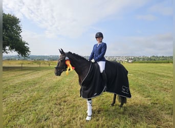 Deutsches Reitpony, Stute, 13 Jahre, 148 cm, Dunkelbrauner