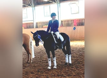 Deutsches Reitpony, Stute, 13 Jahre, 148 cm, Dunkelbrauner