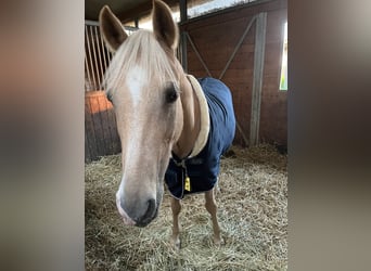 Deutsches Reitpony, Stute, 13 Jahre, 148 cm, Palomino