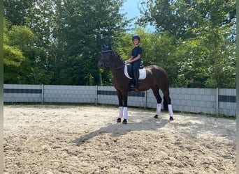 Deutsches Reitpony, Stute, 13 Jahre, 148 cm, Rappe