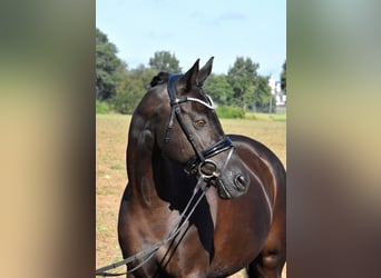 Deutsches Reitpony, Stute, 13 Jahre, 148 cm, Rappe