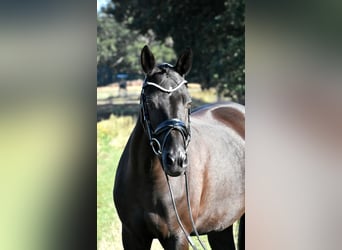 Deutsches Reitpony, Stute, 13 Jahre, 148 cm, Rappe