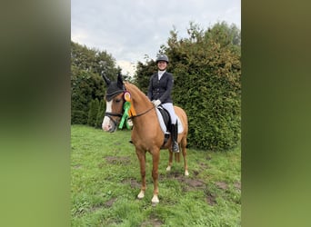 Deutsches Reitpony, Stute, 13 Jahre, 148 cm, Red Dun