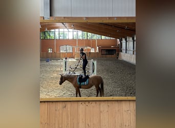 Deutsches Reitpony, Stute, 13 Jahre, 148 cm, Red Dun