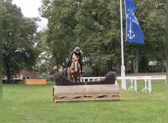 Deutsches Reitpony, Stute, 13 Jahre, 148 cm, Red Dun