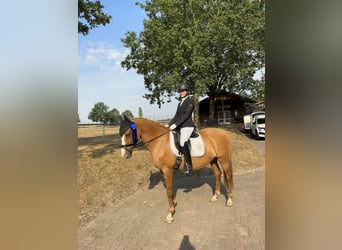 Deutsches Reitpony, Stute, 13 Jahre, 148 cm, Red Dun
