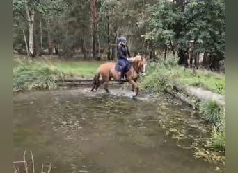 Deutsches Reitpony, Stute, 13 Jahre, 148 cm, Red Dun
