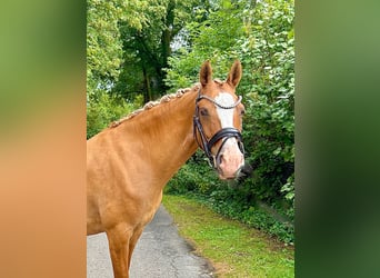Deutsches Reitpony, Stute, 13 Jahre, 148 cm, Red Dun