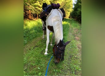 Deutsches Reitpony, Stute, 13 Jahre, 148 cm, Schecke