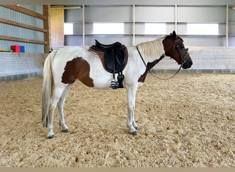 Deutsches Reitpony, Stute, 13 Jahre, 148 cm, Schecke