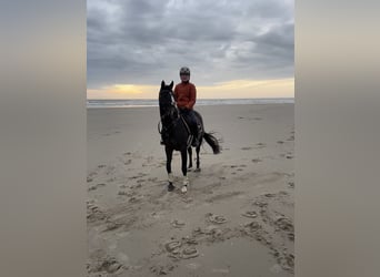 Deutsches Reitpony, Stute, 13 Jahre, 148 cm, Schwarzbrauner