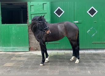 Deutsches Reitpony, Stute, 13 Jahre, 150 cm, Dunkelbrauner